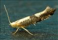 0417 (20.018) Argyresthia spinosella